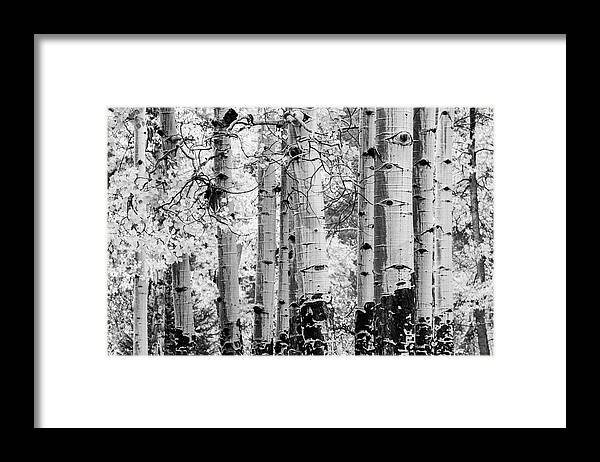 Black And White Framed Print featuring the photograph Sacred Path by Kim Sowa
