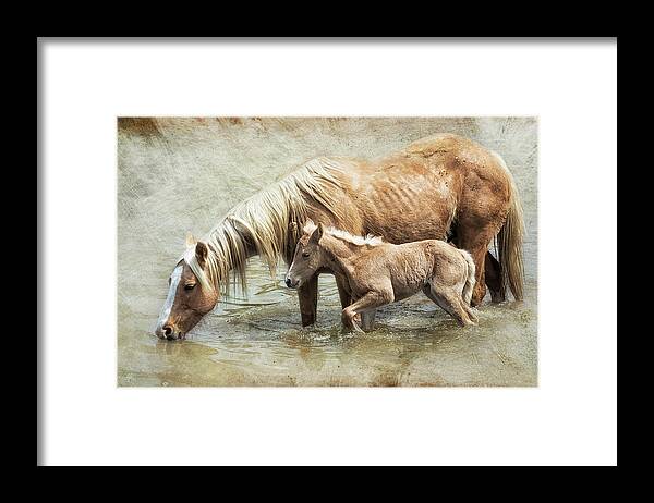 Mare And Foal Framed Print featuring the photograph Safe By Mother's Side - South Steens Mustangs by Belinda Greb