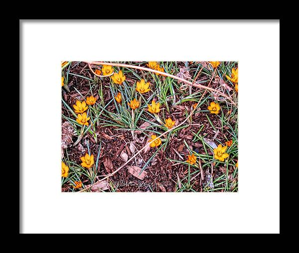 Insects Framed Print featuring the photograph Saffron Crocuses by Patricia Youngquist