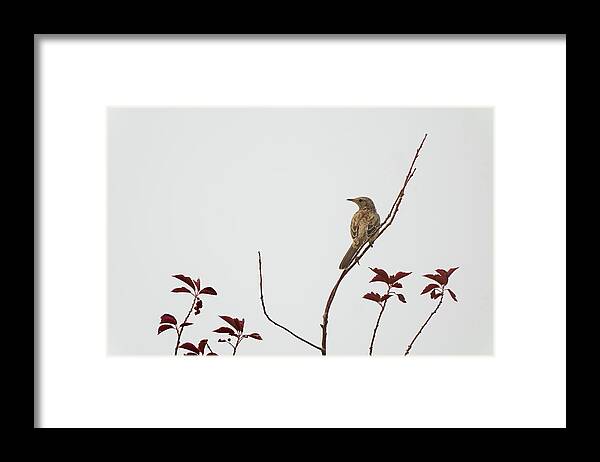 Femele Juvenille Mountain Bluebird Framed Print featuring the photograph Sage Trasher by Julieta Belmont