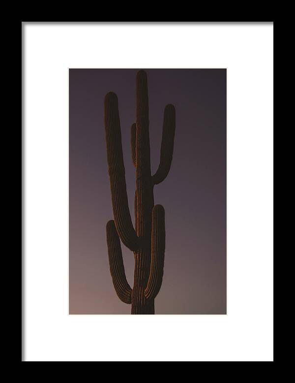 Saguaro Framed Print featuring the photograph Saguaro 2 by Melisa Elliott