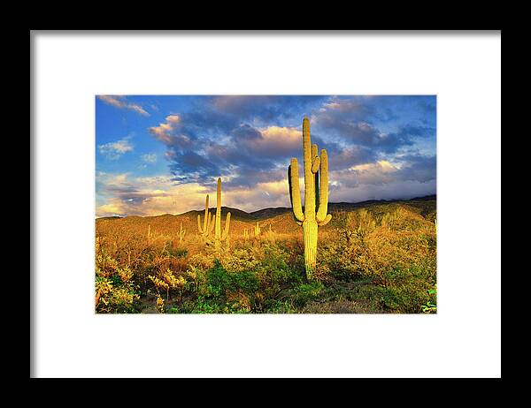 Saguaro Framed Print featuring the photograph Saguaro Cacti at Sunset by Chance Kafka