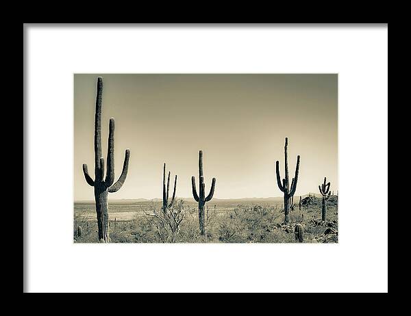 Saguaro Cacti Framed Print featuring the photograph Saguaro Landscape Sepia by Jennifer Wright