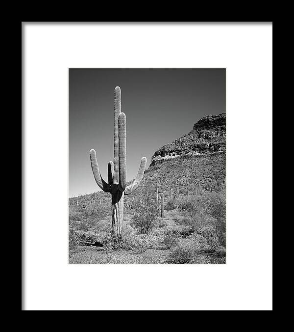 Saguaro National Park Framed Print featuring the photograph Saguaro National Park 5 by Mike McGlothlen