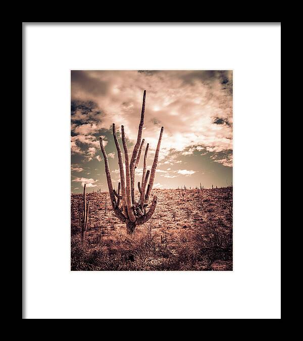 Saguaro Cactus Framed Print featuring the photograph Saguaro Standing Tall by Kevin Schwalbe