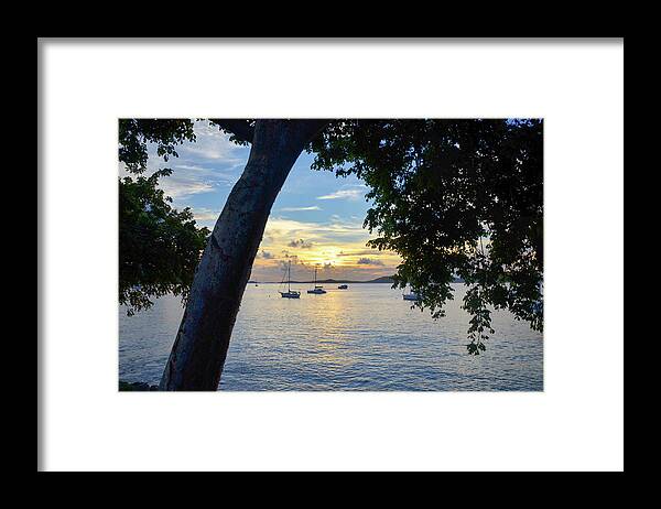 Beach Framed Print featuring the photograph Sailboats at Sunset from Behind the Trees by Matthew DeGrushe