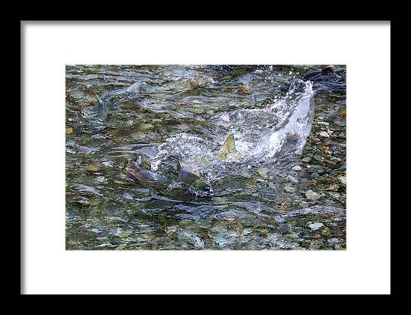 Salmon Framed Print featuring the photograph Salmon 12A by Sally Fuller