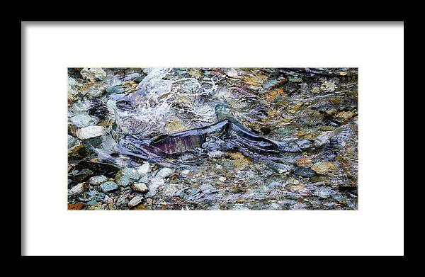 Salmon Framed Print featuring the photograph Salmon 7A by Sally Fuller