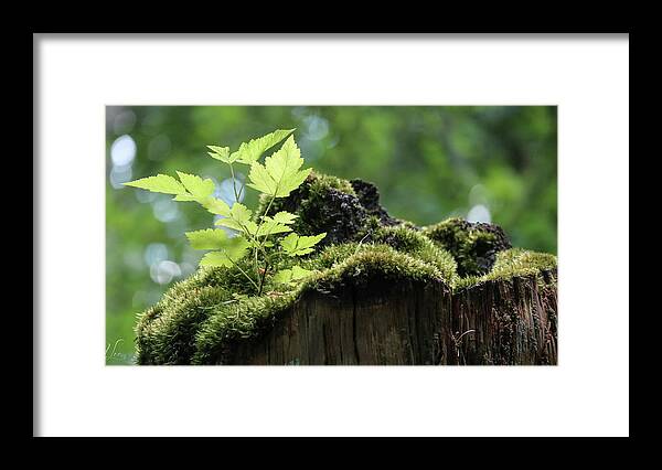 Green Leaf Framed Print featuring the photograph Salmonberry Bush Start Up by D Lee