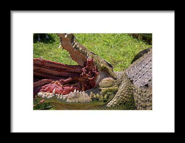 Saltwater Framed Print featuring the photograph Saltwater Crocodile Eating by Carolyn Hutchins