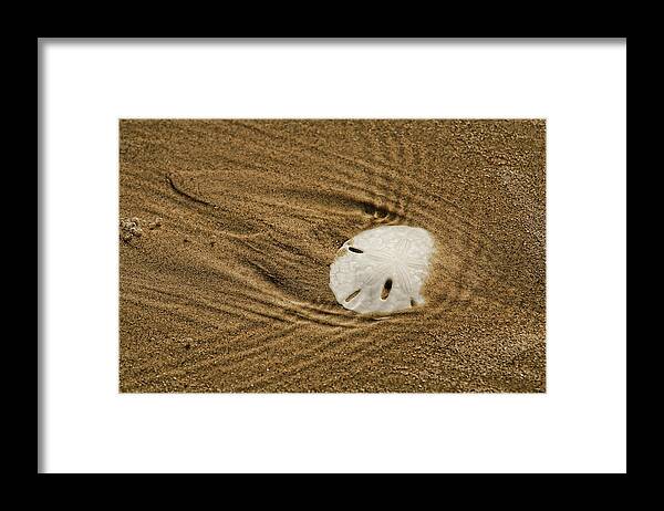Sand Dollar Framed Print featuring the digital art Sand Dollar in the Surf by Brad Barton
