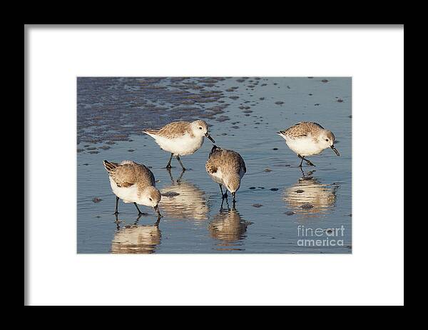 Birds Framed Print featuring the photograph Sanderlings Birds by Chris Scroggins