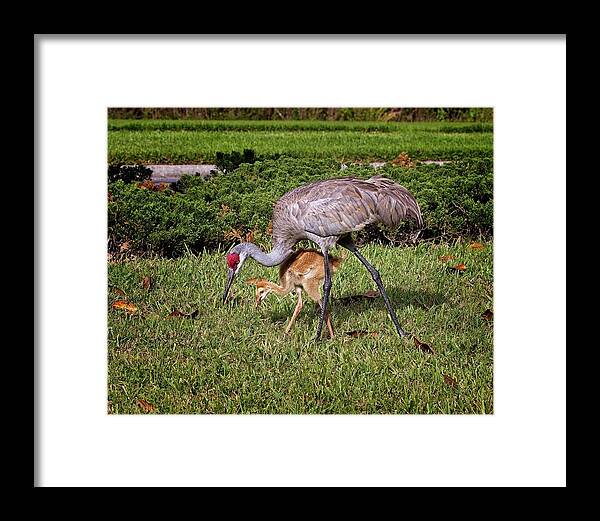Sandhill Framed Print featuring the photograph Sandhill Crane Feeding with Chick by Ronald Lutz