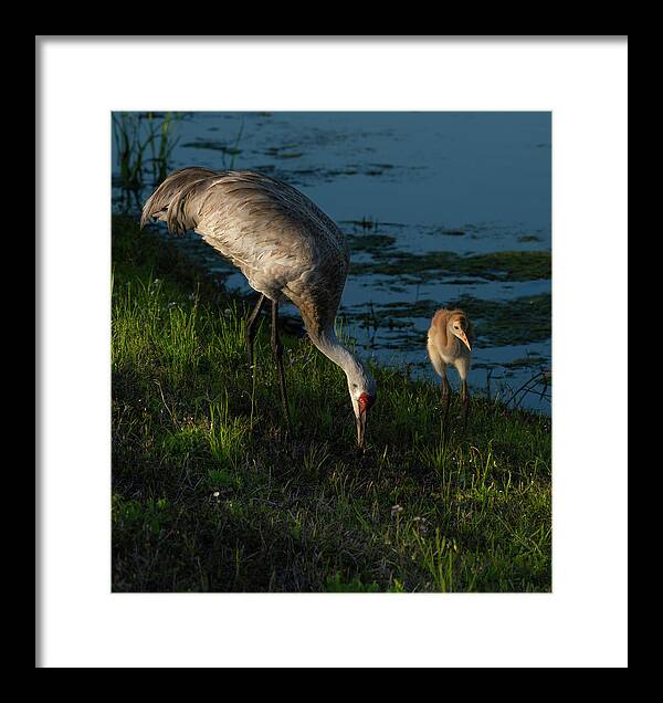 Birds Framed Print featuring the photograph Sandhill Crane by Larry Marshall