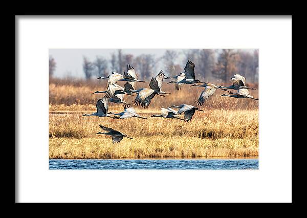 Sandhill Framed Print featuring the photograph Sandhill Cranes by Al Mueller
