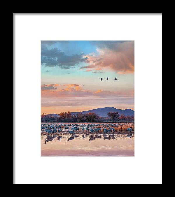 Tim Fitzharris Framed Print featuring the photograph Sandhill Cranes, Bosque del Apache National Wildlife Refuge, New Mexico II by Tim Fitzharris