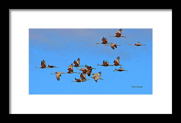 Sandhill Cranes In Flight Framed Print featuring the digital art Sandhill Cranes In Flight by Tom Janca