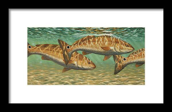 Redfish Framed Print featuring the painting Sandy Flats by Guy Crittenden