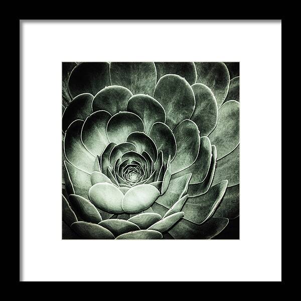 Environmental Framed Print featuring the photograph Santa Barbara Succulent #4 by Jennifer Wright
