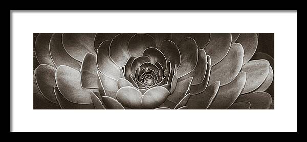 Echeveria Framed Print featuring the photograph Santa Barbara Succulent#10 by Jennifer Wright