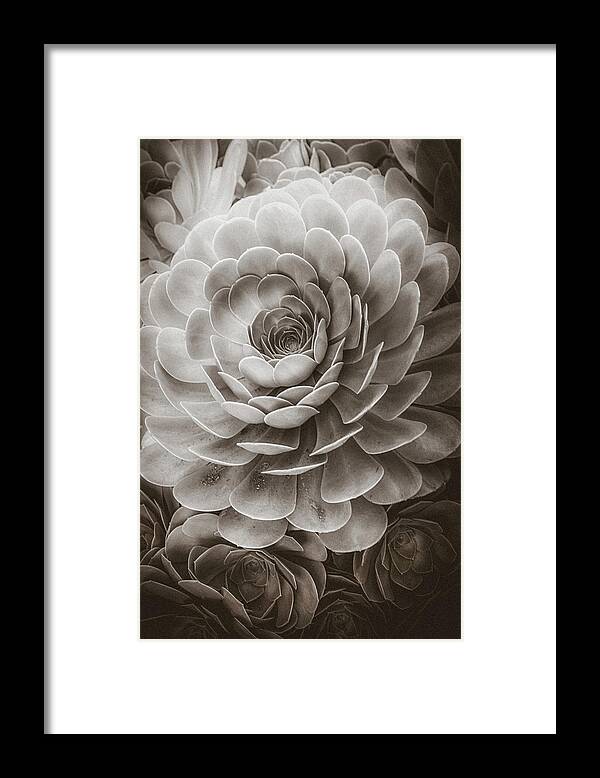 Soft Framed Print featuring the photograph Santa Barbara Succulent#20 by Jennifer Wright