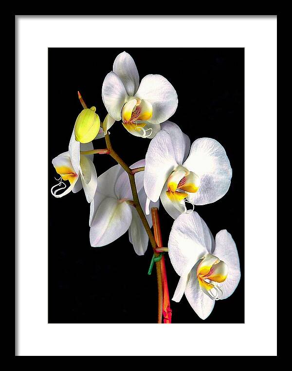 Orchids Framed Print featuring the photograph Sara Ella by Elf EVANS