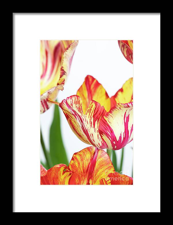 Tulip Framed Print featuring the photograph Saskia by Tim Gainey