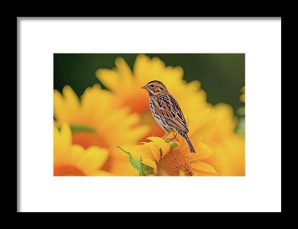 Savanna Sparrow Framed Print featuring the photograph Savanna Sparrow in a Sunflower Field by Shixing Wen