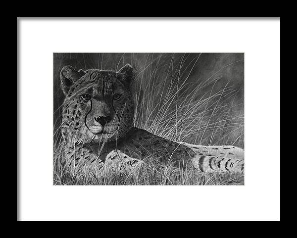 Cheetah Framed Print featuring the drawing Savannah by Greg Fox