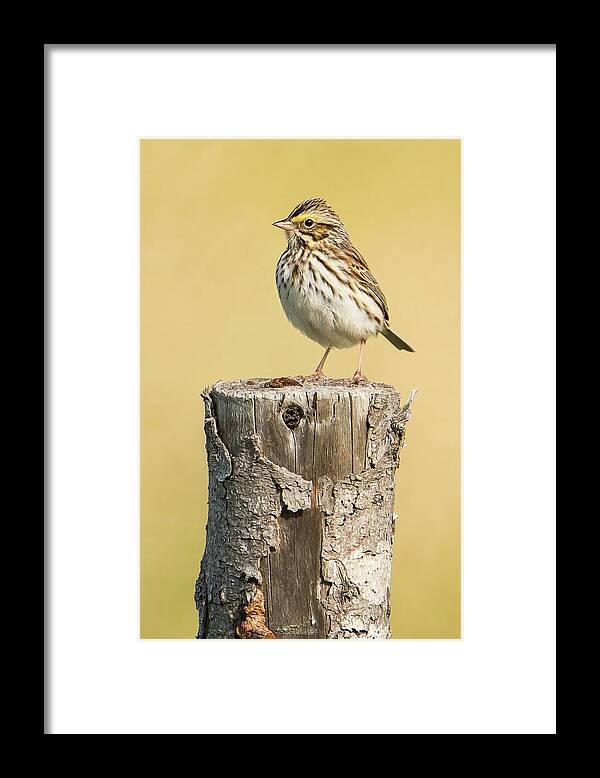 Bay Of Fundy Framed Print featuring the photograph Savannah Sparrow by Tracy Munson