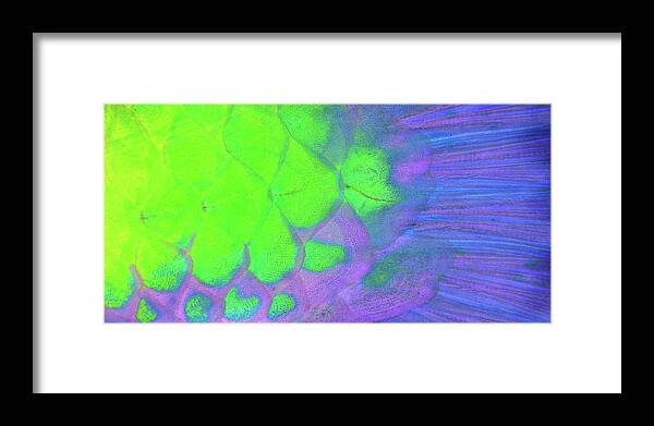 Parrotfish Framed Print featuring the photograph Scales in green and purple by Artesub