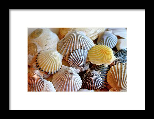 Seashells Framed Print featuring the photograph Scallop Seashells by Sue Morris