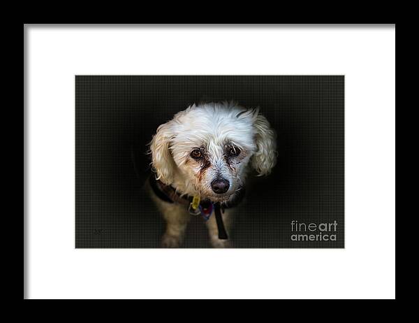 Poodle Framed Print featuring the photograph Scamp by Elaine Teague