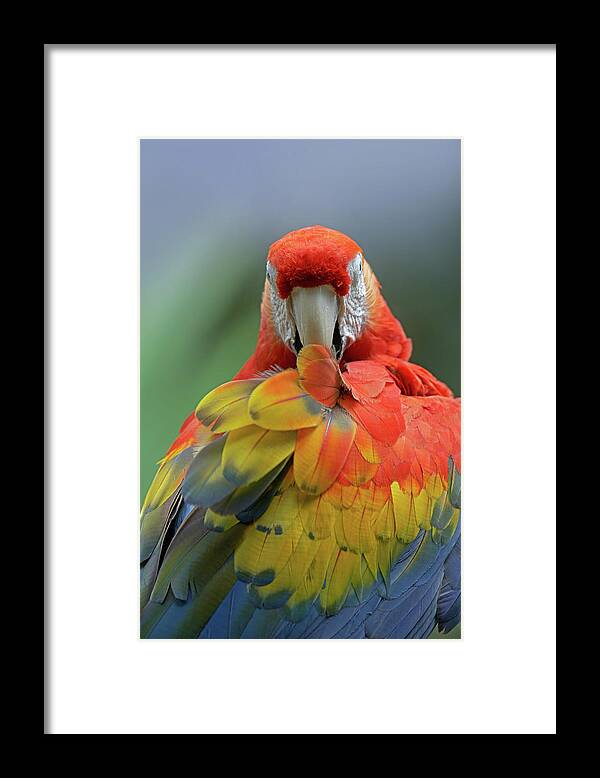 Tim Fitzharris Framed Print featuring the photograph Scarlet Macaw Preening II by Tim Fitzharris
