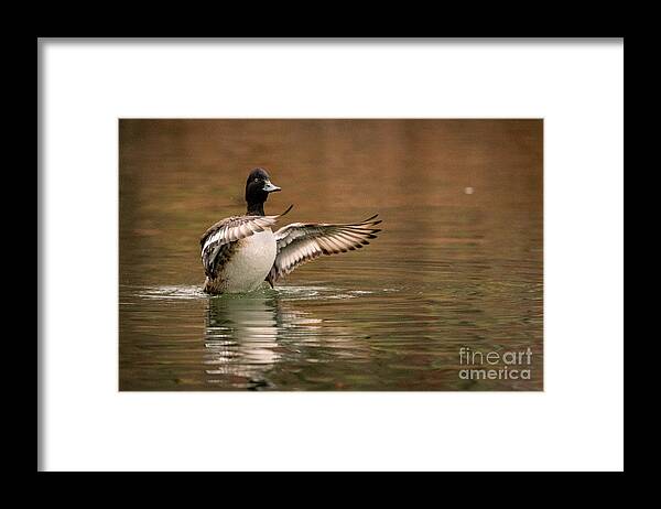 Scaup Framed Print featuring the photograph Scaup in the Water I by Alyssa Tumale