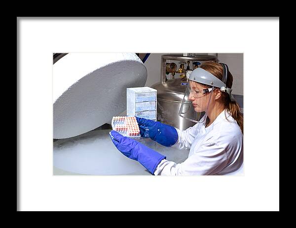 Expertise Framed Print featuring the photograph Scientist removing human cell from liquid nitrogen by Peter Dazeley