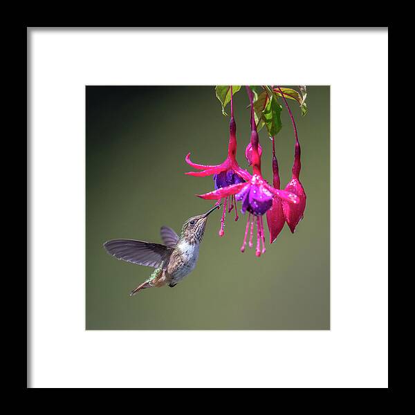 Scintillant Hummingbird Framed Print featuring the photograph Scintillant Hummingbird by Max Waugh