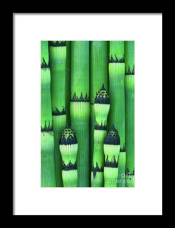 Equisetum Hyemale Affine Framed Print featuring the photograph Scouring Rush / Horsetail botanical wall art PL8839 by Mark Graf