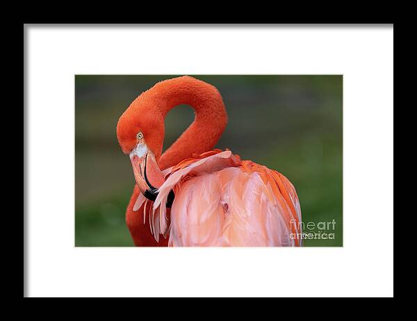 Bird Framed Print featuring the photograph Scratching My Back by David Levin