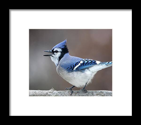 Birds Framed Print featuring the photograph Screaming Blue Jay by Al Mueller