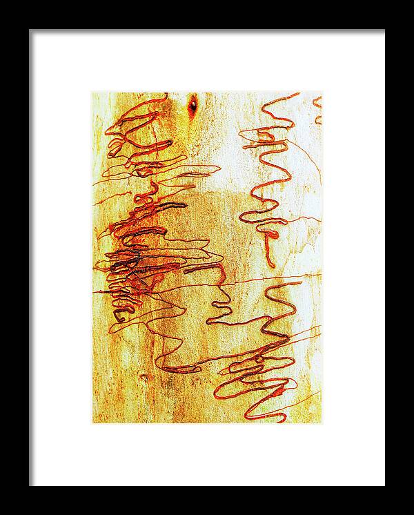 Tree Bark Framed Print featuring the photograph Scribbly Gum Tree Bark 2 by Lexa Harpell