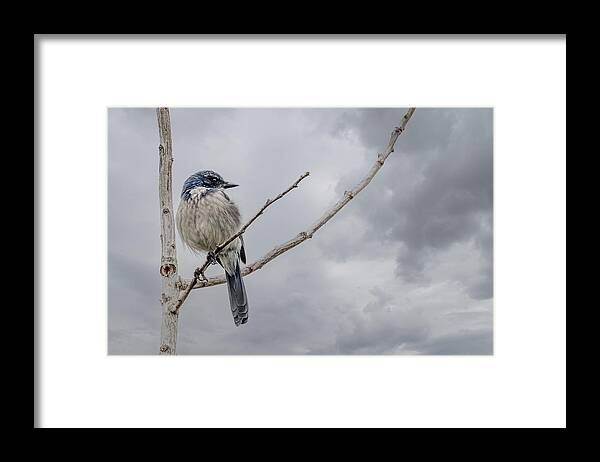 Jay Framed Print featuring the photograph Scrub Jay by Jerry Cahill