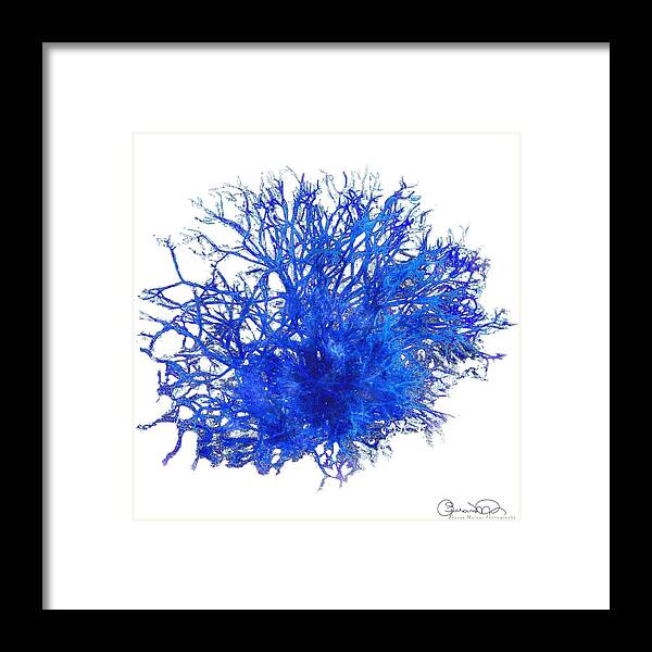 Sea Coral Twist 15 Framed Print featuring the photograph Sea Coral Twist 15 by Susan Molnar