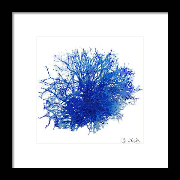 Sea Coral Twist 16 Framed Print featuring the photograph Sea Coral Twist 16 by Susan Molnar