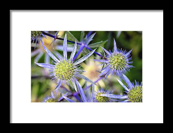 Eryngium Framed Print featuring the photograph Sea Holly by Steven Nelson