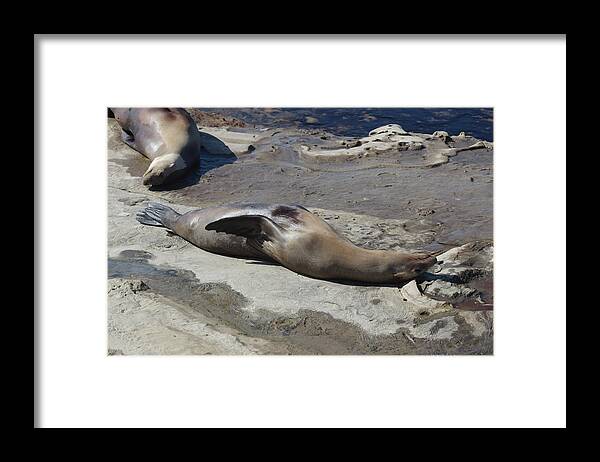 Sea Lions Framed Print featuring the photograph Sea Lions in the Sun by Cathy Anderson