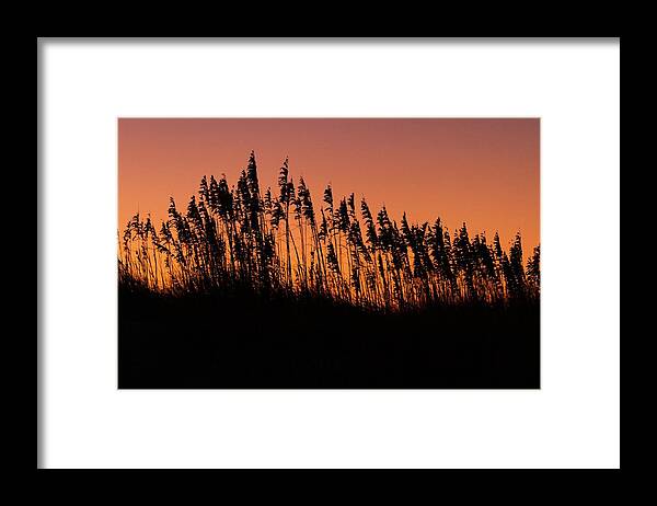 Dunes Framed Print featuring the photograph Sea Oats Silhouette by Liza Eckardt