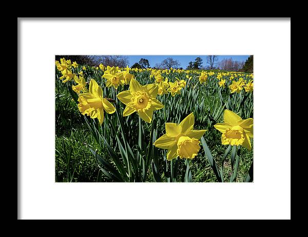 Spring Framed Print featuring the photograph Sea of Daffodils by Kevin Suttlehan