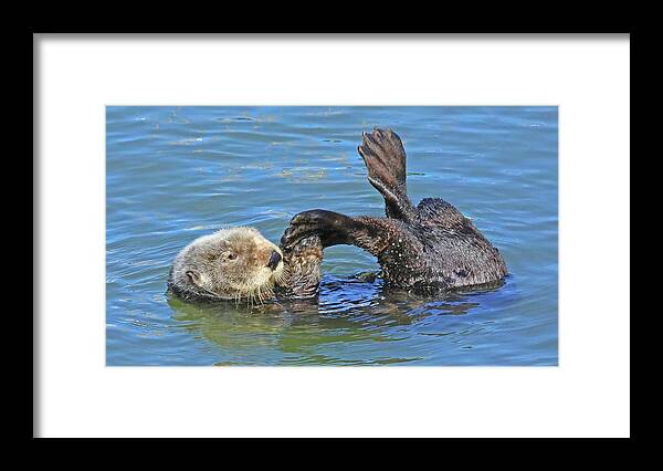  Framed Print featuring the photograph Sea Otter #2 by Carla Brennan