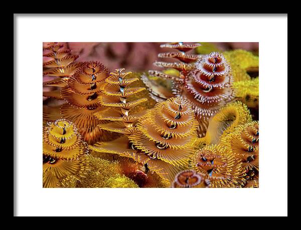 Christmas Tree Framed Print featuring the photograph Sea Trees by Tanya G Burnett